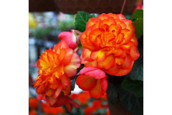 4.75T/10BEGON NONSTOP FLAME