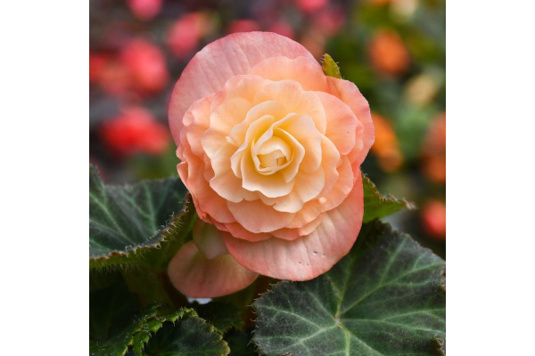 4.75T/10BEGON NONSTOP PEACH