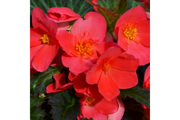 4.75T/10BEGON I'CON FKISS HT PNK