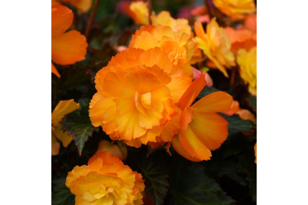 4.75T/10BEGON I'CON FKISS DELSOL