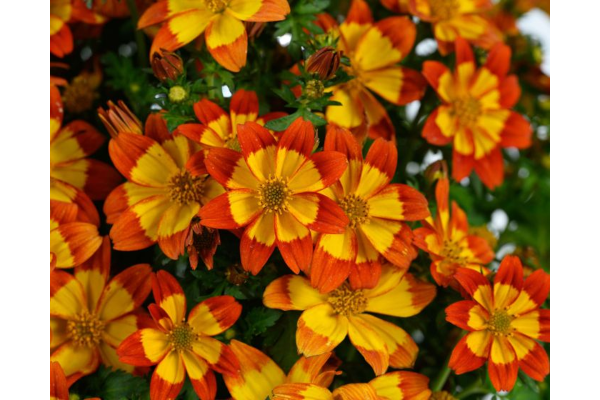 4.75T/10BIDEN BLAZING FLAME