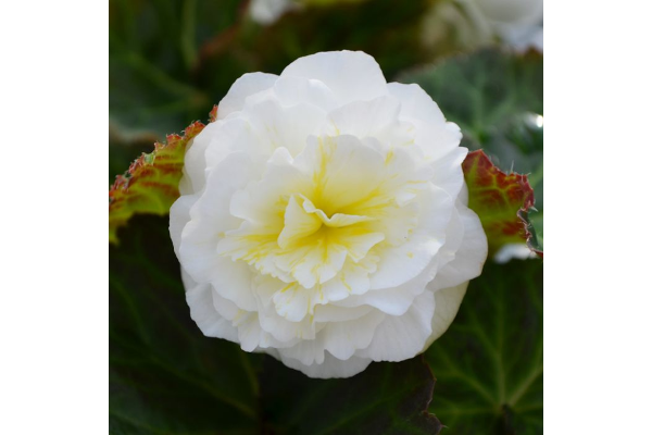 4.75T/10BEGON NONSTOP WHITE