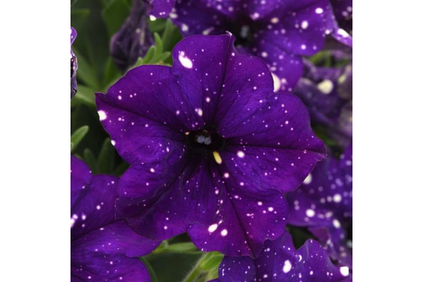 4.75T/10PETUNIA CT INK BLOT