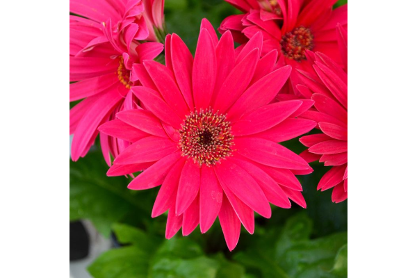 4.75T/10GERBERA JAGUAR ROSE/PINK