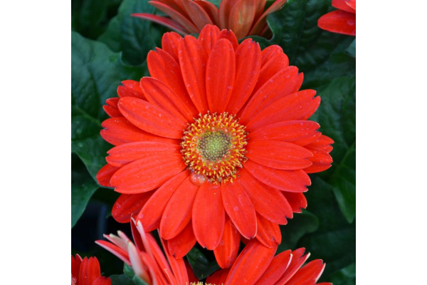 4.75T/10GERBERA JAGUAR RED