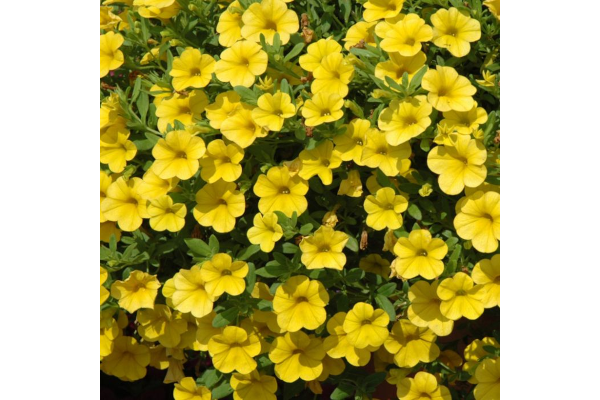 4.75T/10CALI CABARET YELLOW