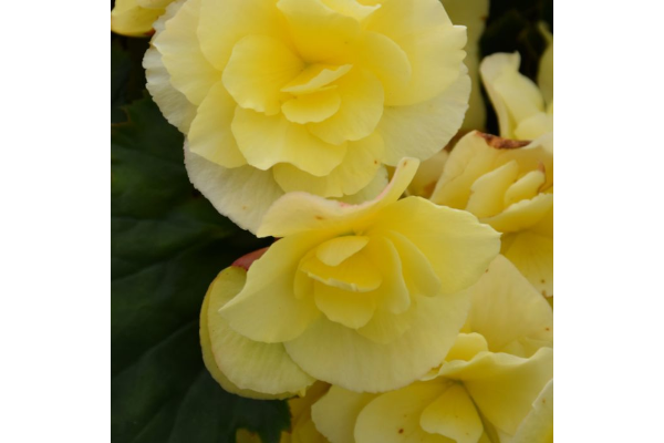 4.75T/10BEGON SOLENIA YELLOW