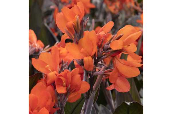 4.75T/10CANNA CANNOVA BR ORGE