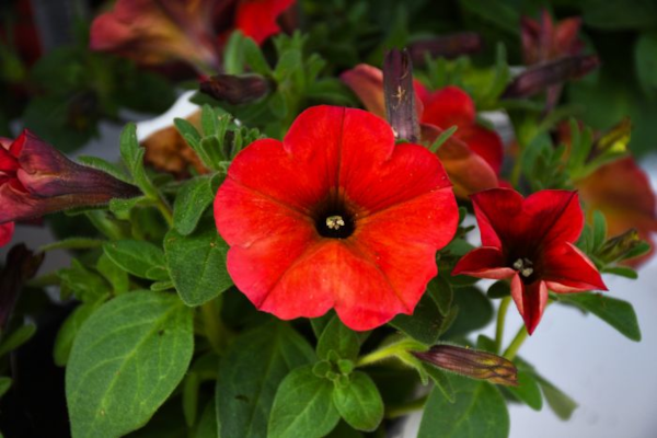 4.75T/10PETUNIA SUPRCAL RED MAPL
