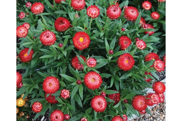 Z-4.75T/10BRACT GRANVIA CRIM SUN