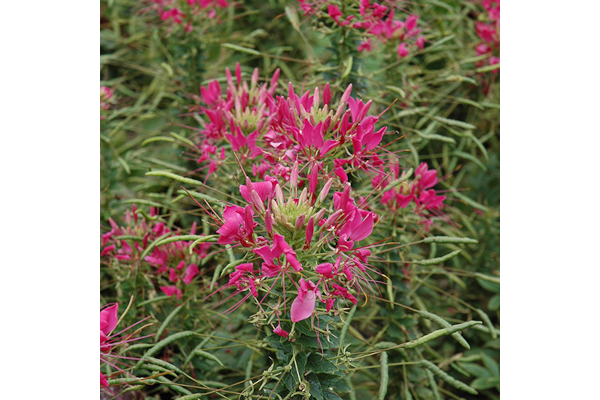 Z-4.75T/10CLEOME SPARKLR 2.0 RSE