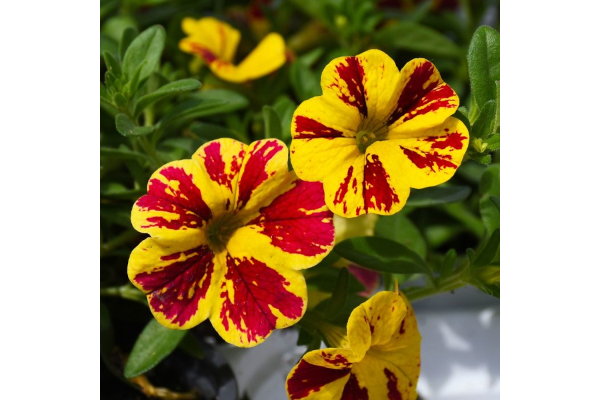 4.75T/10CALI LIA ABSTRACT LMN CY