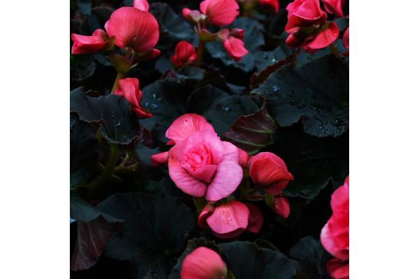 4.75T/10BEGON SOLENIA LT PNK