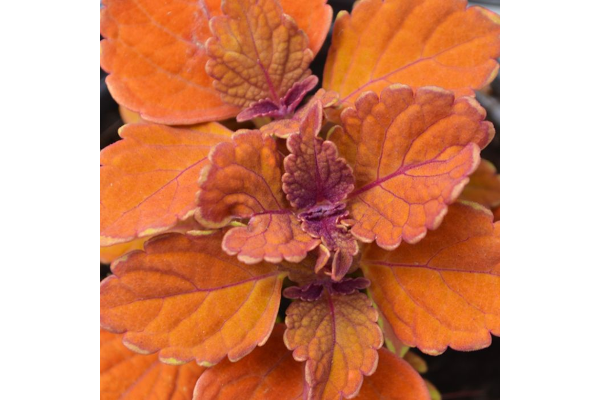 4.75T/10COLEUS INFERNO