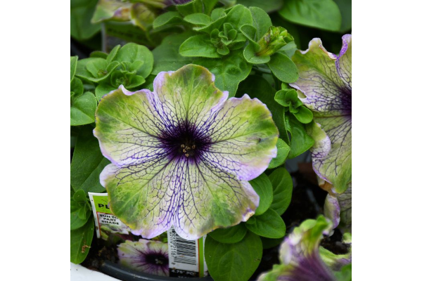4.75T/10PETUNIA PLUM COCKATOO