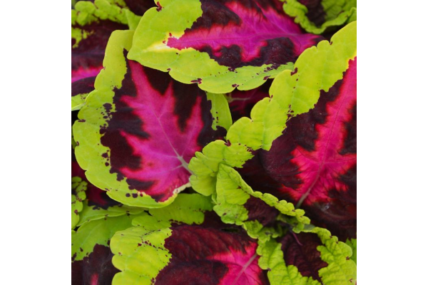 4.75T/10COLEUS KONG ROSE
