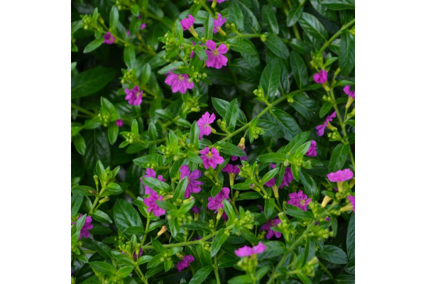 4.75T/10CUPHEA ALLYSON