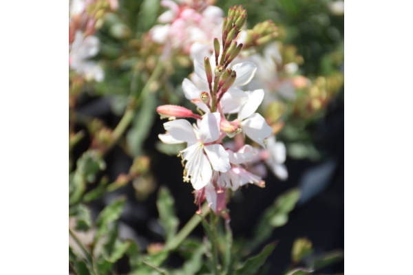 4.75T/10GAURA WHITE
