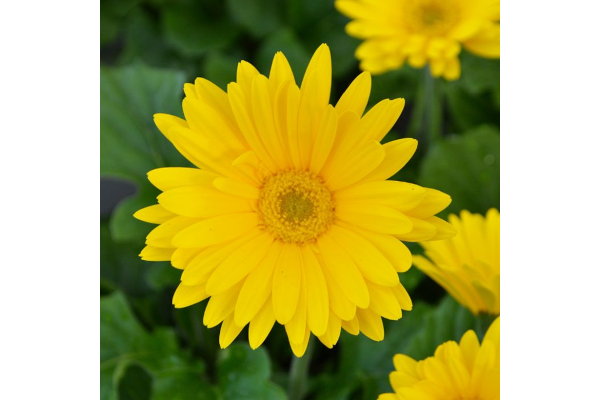 4.75T/10GERBERA JAGUAR YELLOW