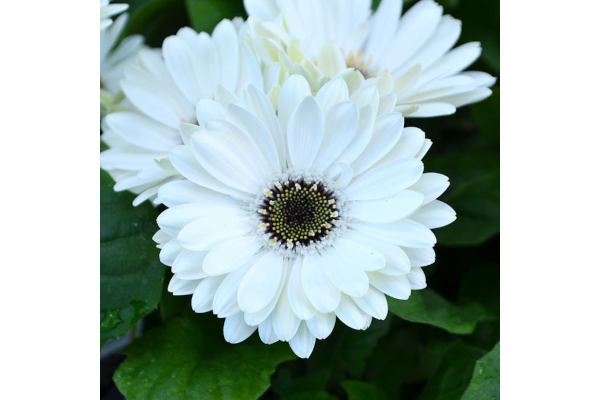 4.75T/10GERBERA MAJORETTE WHITE