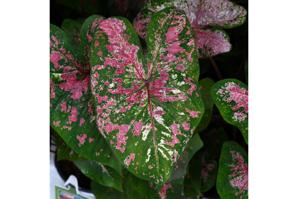 4.75T/10CALADIUM FIRE CHIEF