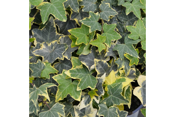 4.75T/10HEDERA IVY GOLD CHILD
