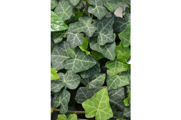 4.75T/10HEDERA IVY MODERN TIMES