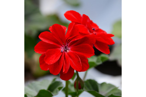 4.75T/10GERAN IVY LEAGUE RED