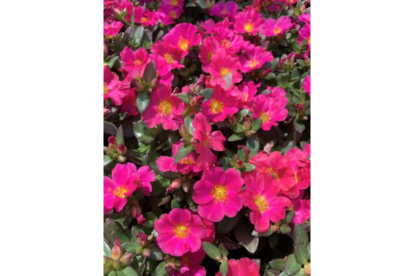 4.75T/10PORTULACA NANO FUCHSIA