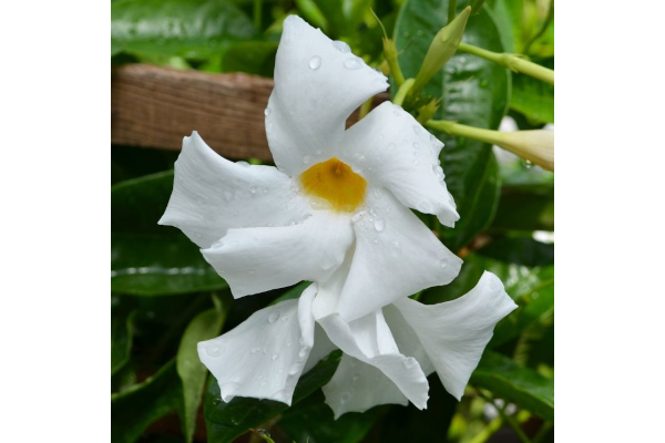 Z-4.75T/10MANDEVILLA WHITE
