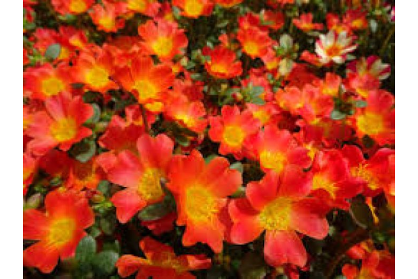 4.75T/10PORTULACA NANO ORANGE