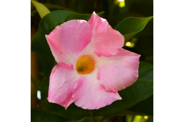 4.75T/10MANDEVILLA PINK