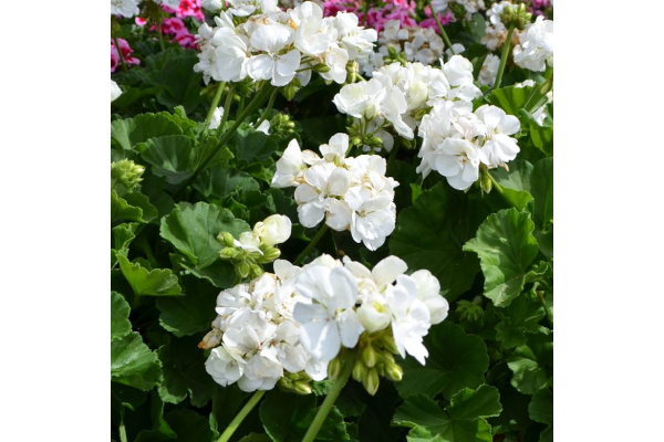 4.75T/10GERAN MOJO WHITE