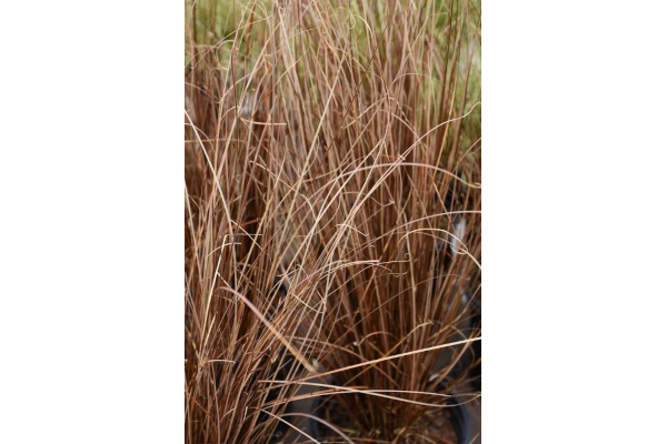 4.75T/10GRASS CAREX RED ROOSTER