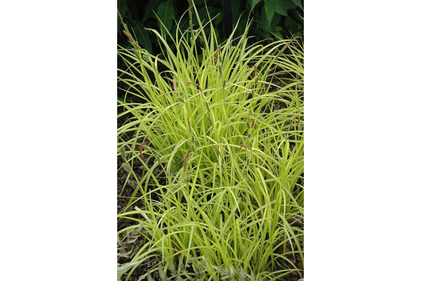 4.75T/10GRASS CAREX AUREA