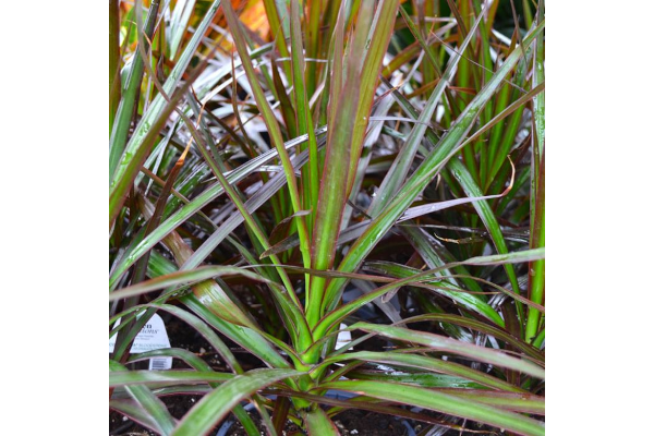 6.5T/3DRACENA BLOODSTONE
