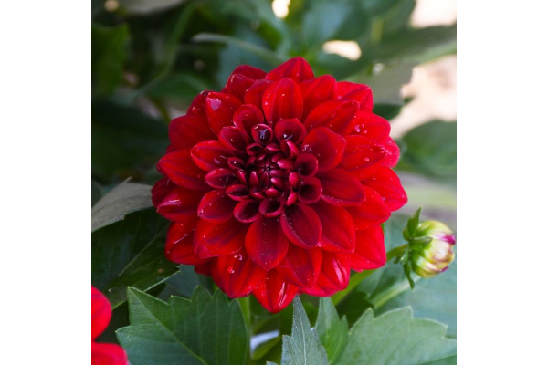4.75T/10DAHLIA NOVATION RED