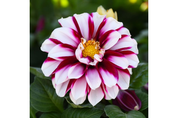 4.75T/10DAHLIA CRIMSON PICOTEE