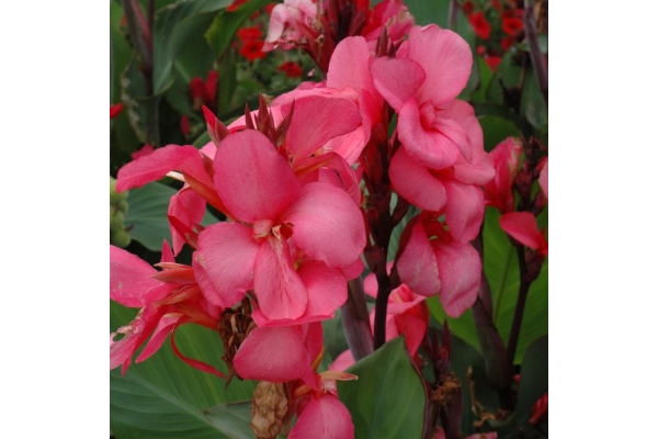 4.75T/10CANNA CANNOVA ROSE