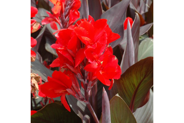 6.5T/3CANNALILYCANNOVA SCARLET