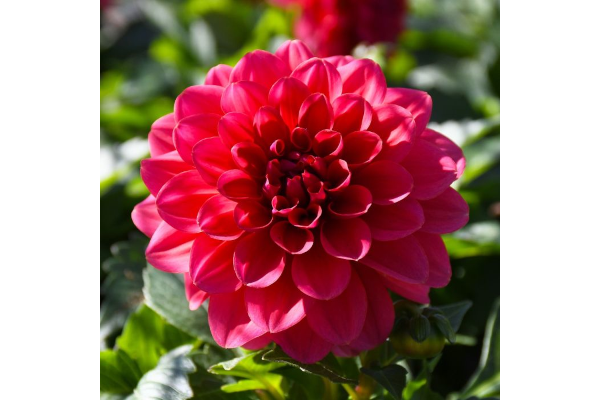 4.75T/10DAHLIA NOV SALMON