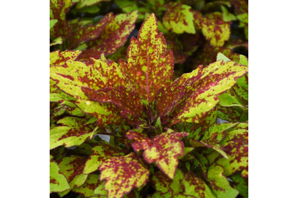 4.75T/10COLEUS DT GREENVILLE
