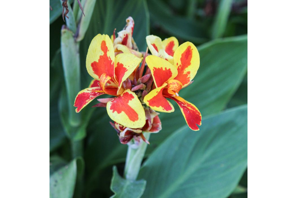 4.75T/10CANNA CANNOVA RED GLDN