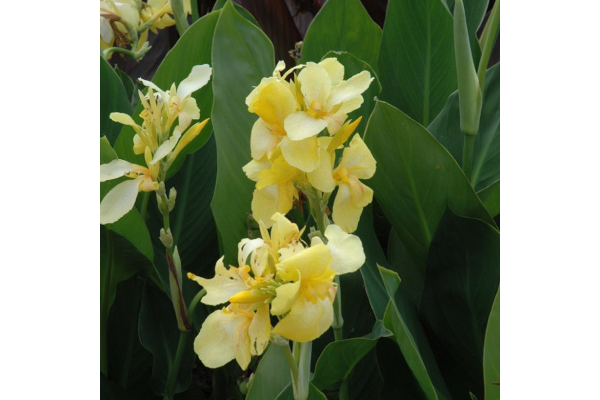 4.75T/10CANNA CANNOVA YELLOW