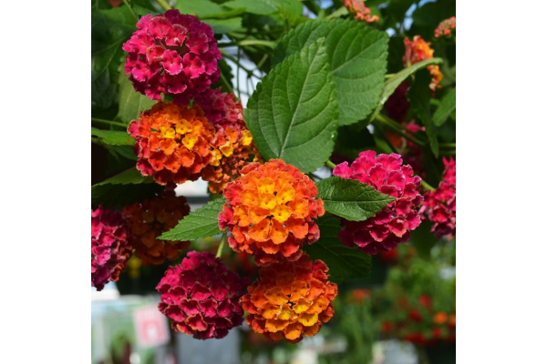 4.75T/10LANTANA BANDLRO CHRY SUN