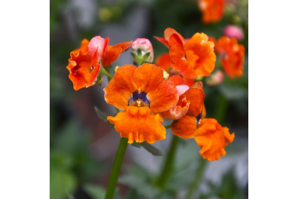 4.75T/10NEMESIA NESIA TANGERINE