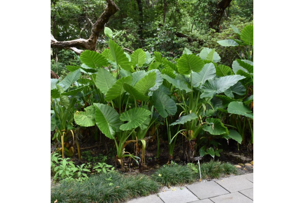 6.5T/3EE ALOCASIA CALIDORA GREEN