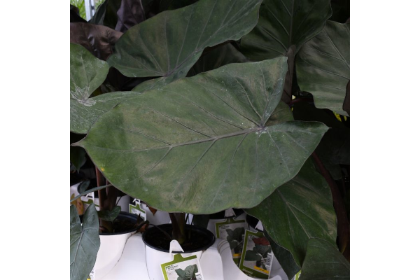 6.5T/3EE ALOCASIA METAL HEAD