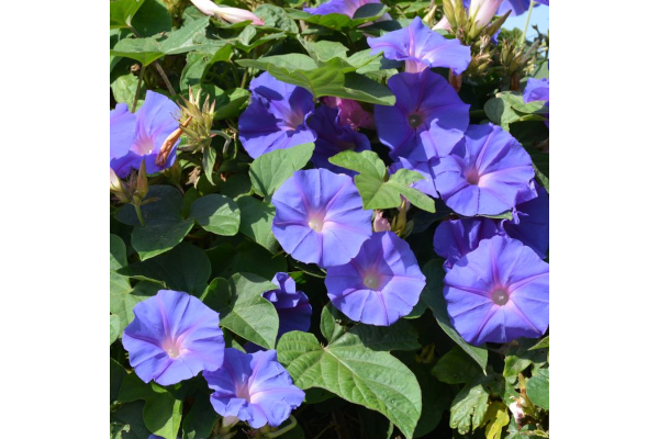 4.75T/10MORNING GLORY HEAVNBLUE