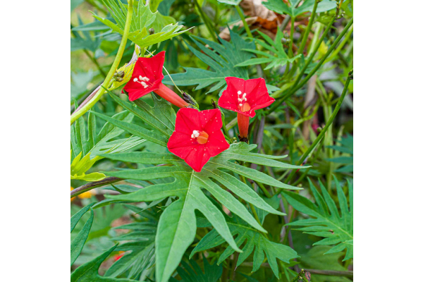4.75T/10MORNING GLORY CARDINAL C